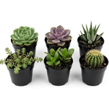 6 Unique Succulent Plant Pack Collection, Live Mini Succulent Plants in 2 Inch Pot, Mixture of Colors & Textures, Birthday and Wedding Party Gifts