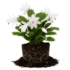 Exotic Red Christmas Cactus Plant Live| 4 to 7 Inch Tall Potted Indoor Decorative Plant for Home & Office | Live Christmas Cactus Plants Houseplants | Christmas Hanging Baskets for Outdoors