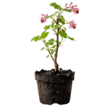 Flowering Currant Live Plant, 7 Inch Tall Bare Root Starter, Pink Spring Blooming Shrub for Garden Borders