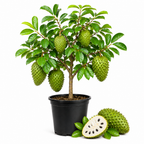 Soursop Live Plant, 2-3 Ft Tall in 3 Gallon Pot, Exotic Guanabana Fruit Tree for Tropical Gardens and Patios (No Ship to CA,HI,AK)