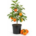 Hachiya Persimmon Tree in 3 Gallon Pot, Live Fruit-Bearing Deciduous Plant for Edible Landscaping, Shade Tree for Sweet Autumn Harvests & Baking (No Ship to CA, HI, AK)