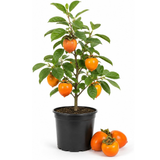 Hachiya Persimmon Tree in 3 Gallon Pot, Live Fruit-Bearing Deciduous Plant for Edible Landscaping, Shade Tree for Sweet Autumn Harvests & Baking (No Ship to CA, HI, AK)