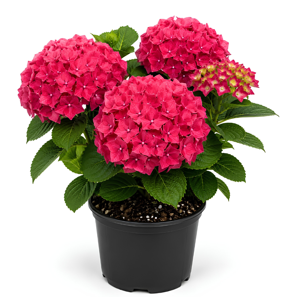 Hydrangea Live Plant, French Hydrangea Macrophylla Plant 4-6 Inch Tall, Well-Rooted, Color Changing Blooms for Shady Yard Borders