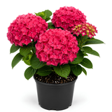 Hydrangea Live Plant, French Hydrangea Macrophylla Plant 4-6 Inch Tall, Well-Rooted, Color Changing Blooms for Shady Yard Borders