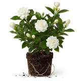 Grand Duke Jasmine Plant 5–8 Inches, Arabian Jasmine Shrub, Fragrant Flowering Plant, Easy Care Potted Starter, Flowering Shrub for Sunny Windowsills, Indoor Outdoor Plant