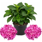Hydrangea Plant Live, French Hydrangea Macrophylla, 4-6 Inch Tall, Grow Robust Bigleaf Mophead Flowers for Landscapes