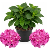 Hydrangea Plant Live, French Hydrangea Macrophylla, 4-6 Inch Tall, Grow Robust Bigleaf Mophead Flowers for Landscapes