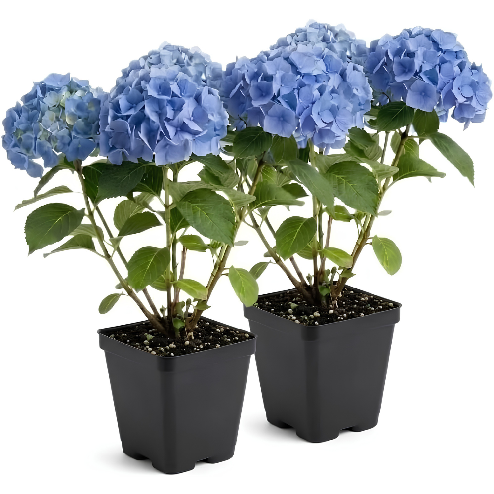 2 Nikko Blue Hydrangea Live Plants for Planting, 6-12 Inch Tall in 2.5 Inch Pot, Blue Mophead Bloom, Flowering Shrub for Garden and Patio