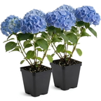 2 Nikko Blue Hydrangea Live Plants for Planting, 6-12 Inch Tall in 2.5 Inch Pot, Blue Mophead Bloom, Flowering Shrub for Garden and Patio