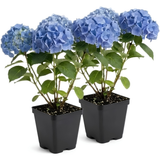 2 Nikko Blue Hydrangea Live Plants for Planting, 6-12 Inch Tall in 2.5 Inch Pot, Blue Mophead Bloom, Flowering Shrub for Garden and Patio