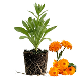 Calendula Live Plant, 3-4 Inch Tall Bare Root Starter, Orange Flowering Edible Herb for Garden Beds