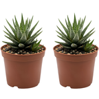 2 Haworthia Succulent Plant Live, Zebra Succulent Plant in 2 Inch Pot Size, Small Decorative Plant for Bright Indoor Areas