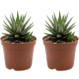 2 Haworthia Succulent Plant Live, Zebra Succulent Plant in 2 Inch Pot Size, Small Decorative Plant for Bright Indoor Areas