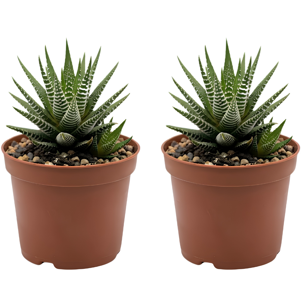 2 Haworthia Succulent Plant Live, Zebra Succulent Plant in 2 Inch Pot Size, Small Decorative Plant for Bright Indoor Areas