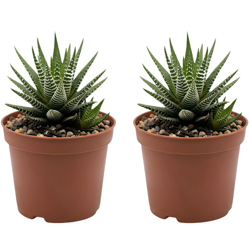 2 Haworthia Succulent Plant Live, Zebra Succulent Plant in 2 Inch Pot Size, Small Decorative Plant for Bright Indoor Areas