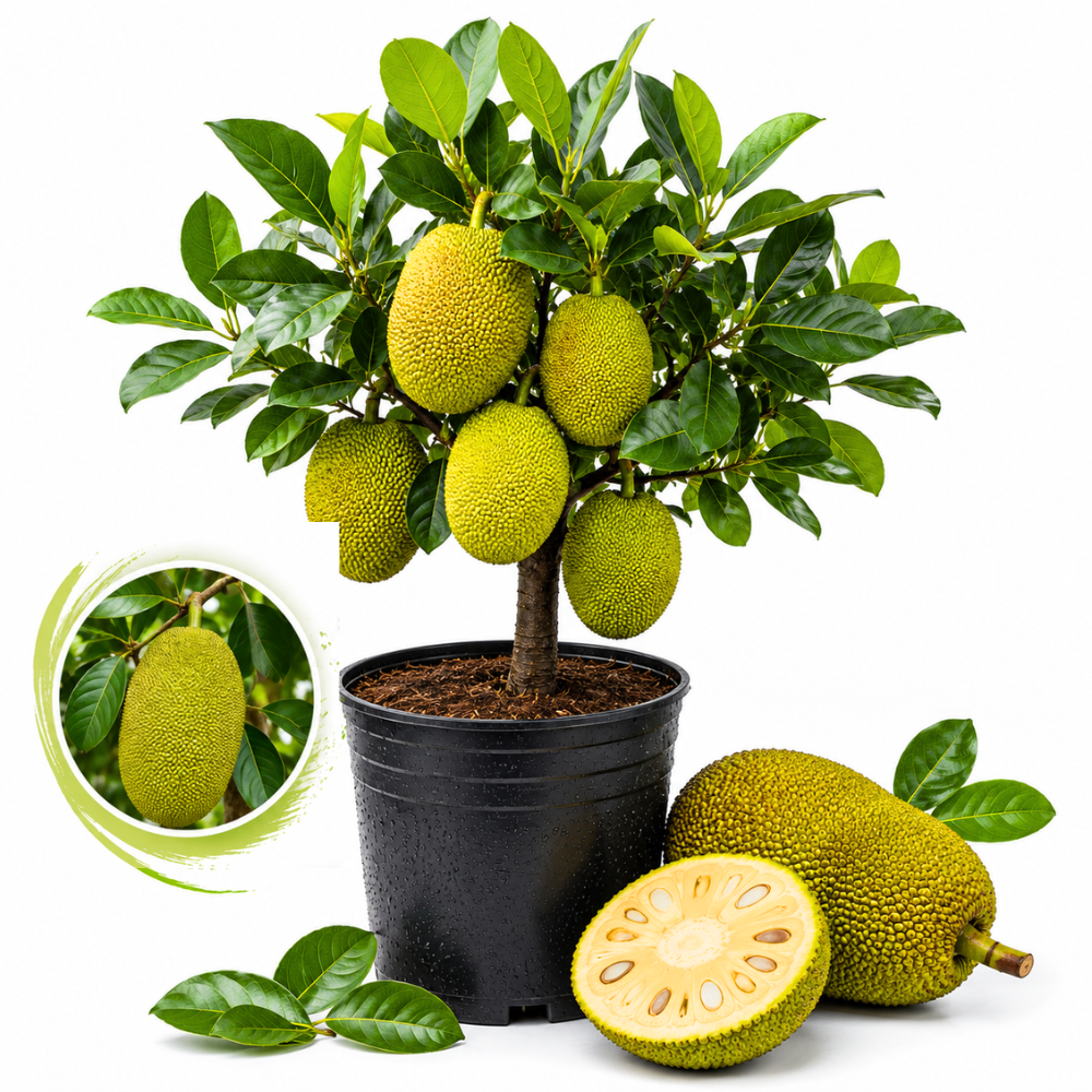 Jackfruit Tree Plant, 3 Feet Size, 3 Gallon Pot, Well-Rooted Tropical Tree, Low Maintenance Fruit Plant for Sunny Outdoor Spots (No Ship to CA,HI,AK)