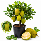 Jackfruit Tree Plant, 3 Feet Size, 3 Gallon Pot, Well-Rooted Tropical Tree, Low Maintenance Fruit Plant for Sunny Outdoor Spots (No Ship to CA,HI,AK)