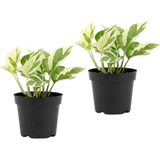 2 NJoy Pothos Live Plant, Live Pothos Plant in 2 Inch Pot, Easy to Grow Houseplant for Home Office Decor, Apartments and Beginner Growers
