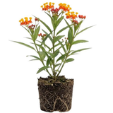 Milkweed Plants Live, Live Milkweed Plants, Size 4 Inch Tall, Bright Spring Blooms, Upright Growth for Garden Beds & Butterfly Gardens