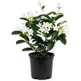 1 Bridal Wreath Jasmine Plant Live, 4-5 Inch Tall, Low Maintenance, Easy to Grow Jasmine Vine Plant Live, Sweetly Fragrant Blooms for Garden, Patio & Outdoor Spaces
