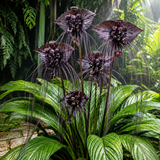 Tacca Chantrieri | Black Bat Flower Live Plant - 4 Inch Tall | Unique Tropical Houseplant for Indoor Growing, Home Decor & Exotic Plant Displays | Easy to Grow