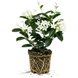 Bridal Wreath Jasmine Plant Live, 4-5 Inch Tall, Easy Care Fragrant Jasmine Plant, White Flowering Vine for Trellis, Fence & Garden Décor