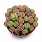 Lithops Large Random Mix Living Stones Succulent Plants Live | 10 Pcs Live Lithops Seedlings | Bare Root Without Pot or Soil, Suitable for Indoor or Outdoor Gardens & Office Use, Friend Plant Lovers