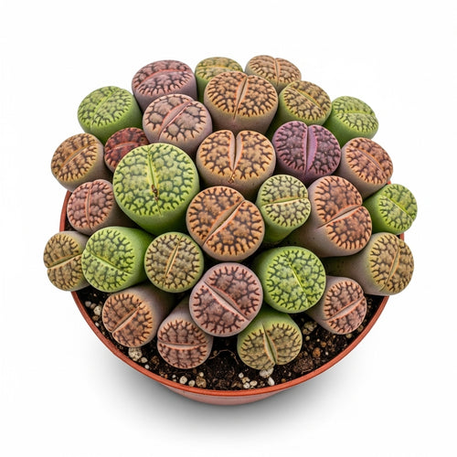 Lithops Large Random Mix Living Stones Succulent Plants Live | 10 Pcs Live Lithops Seedlings | Bare Root Without Pot or Soil, Suitable for Indoor or Outdoor Gardens & Office Use, Friend Plant Lovers