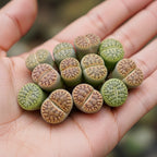 Lithops Large Random Mix Living Stones Succulent Plants Live | 10 Pcs Live Lithops Seedlings | Bare Root Without Pot or Soil, Suitable for Indoor or Outdoor Gardens & Office Use, Friend Plant Lovers