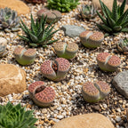 Lithops Large Random Mix Living Stones Succulent Plants Live | 10 Pcs Live Lithops Seedlings | Bare Root Without Pot or Soil, Suitable for Indoor or Outdoor Gardens & Office Use, Friend Plant Lovers
