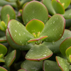 Jade Plant Live Variegated in 4" Inch Pot | Crassula Ovata Tri-Color Succulent | Low-Maintenance Houseplant for Small Spaces
