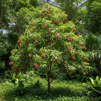 (No Ship to CA,HI,AK) Live Mauritius Lychee Mauritius Tree | 2.5–3 Ft Tall Potted Plant | Hardy Fruit-Bearing Tropical Tree for Indoor or Outdoor Growing