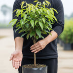 (No Ship to CA,HI,AK) Live Mauritius Lychee Mauritius Tree | 2.5–3 Ft Tall Potted Plant | Hardy Fruit-Bearing Tropical Tree for Indoor or Outdoor Growing