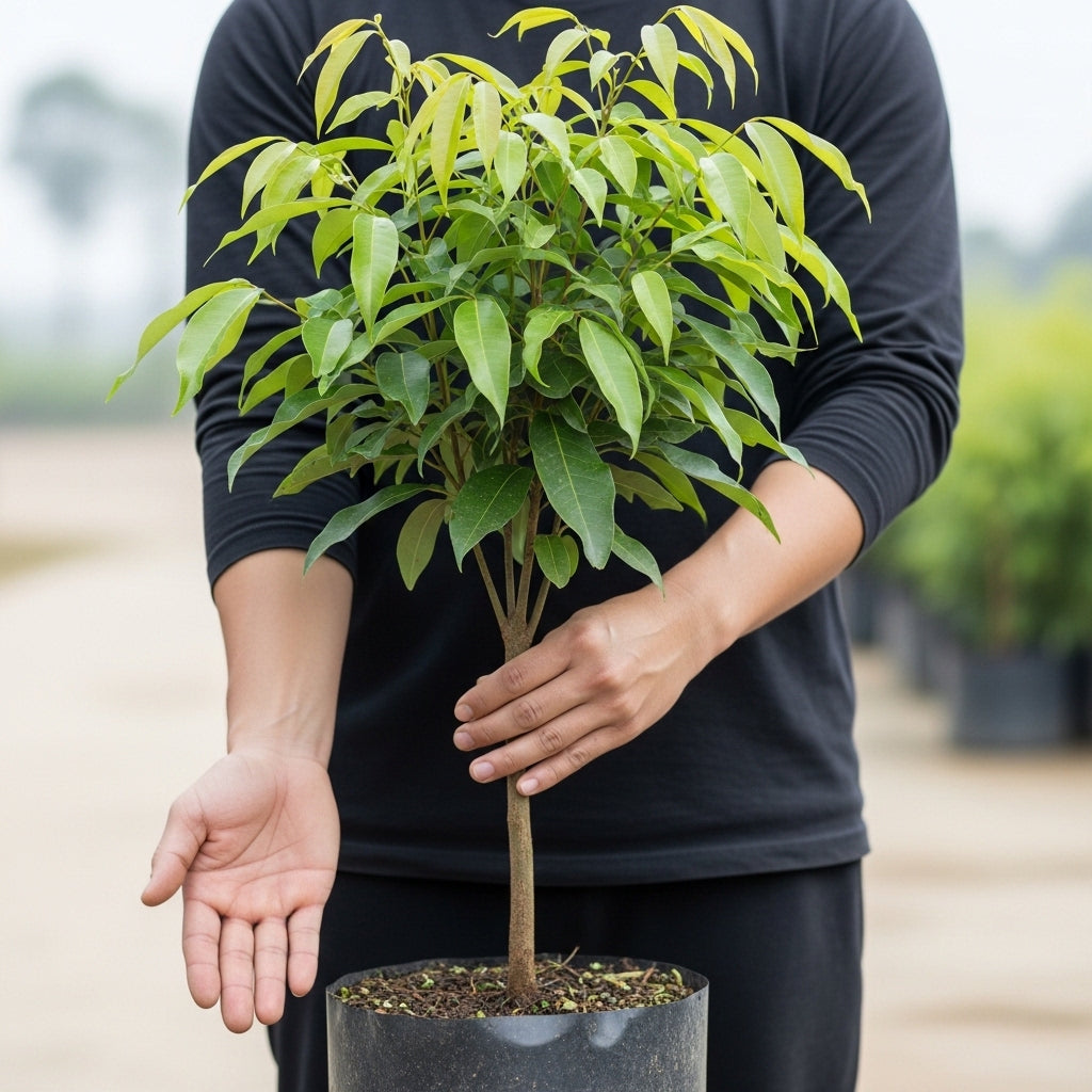 (No Ship to CA,HI,AK) Live Mauritius Lychee Mauritius Tree | 2.5–3 Ft Tall Potted Plant | Hardy Fruit-Bearing Tropical Tree for Indoor or Outdoor Growing