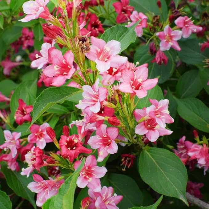 Pink Weigela Live Plant, 4" Pot, 12-18 Inch Tall, Vigorous Flowering Shrub for Pollinator Gardens and Yards