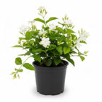 Jasmine Plant Live – Maid of Orleans in 4’’ Inch Pot | Jasmine Plant Indoor Live with White Blooms | Easy-Care Jasmin Plant for Home Decoration | Ideal for Living Spaces & Indoor Plant Collections