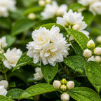 Jasmine Plant Live – Maid of Orleans in 4’’ Inch Pot | Jasmine Plant Indoor Live with White Blooms | Easy-Care Jasmin Plant for Home Decoration | Ideal for Living Spaces & Indoor Plant Collections