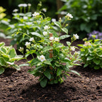 Maid of Orleans Jasmine Plant Live in 4 Inch Pot | Fragrant White-Blooming Jasmine | Easy to Grow Live Jasmine Plant for Indoor Home Décor