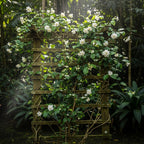Maid of Orleans Jasmine Flower Plant in 4’’ Inch Pot | Live Jasmine Potted Plant Indoor | Suitable for Windowsills, Desks & Small Spaces | Perfect Fragrant Accent Plant for Home, Office