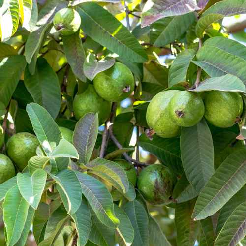 3 Count Pink Guava Tree Live Plant for Planting |Sweet Fruit Tree | 6-10 Inch for Outdoor Garden