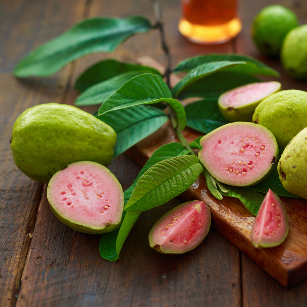 2 Count Pink Guava Tree Live Plant | Tropical Fruit Tree | Home Garden | 6-10 Inch Young Guava Plants | Easy to Grow & Fruiting