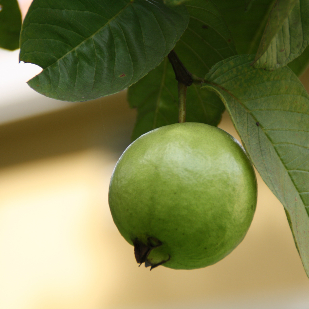 2 Count Pink Guava Tree Live Plant | Tropical Fruit Tree | Home Garden | 6-10 Inch Young Guava Plants | Easy to Grow & Fruiting