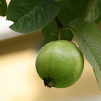 2 Count Pink Guava Tree Live Plant | Tropical Fruit Tree | Home Garden | 6-10 Inch Young Guava Plants | Easy to Grow & Fruiting