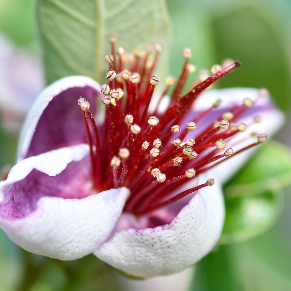 3 Count Pink Guava Tree Live Plant for Planting |Sweet Fruit Tree | 6-10 Inch for Outdoor Garden