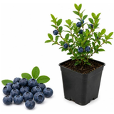 Large Huckleberry Plant Live for Planting in Pot, Easy Care, Native Berry Bush with Sweet Edible Fruit, Suitable for Outdoor Garden & Borders