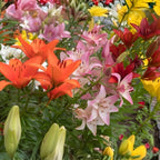 Yellow Asiatic Lily Bulbs, Set 8 Lilly Bulbs for Planting Outdoors, Well-Rooted Plant Starters, Vibrant Yellow Bloom Starters for Home Landscapes and Pots