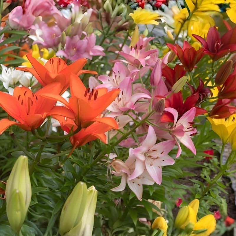 Yellow Asiatic Lily Bulbs, Set 8 Lilly Bulbs for Planting Outdoors, Well-Rooted Plant Starters, Vibrant Yellow Bloom Starters for Home Landscapes and Pots