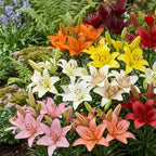 Lilly Bulbs for Planting, Set 4 Red County Asiatic Lily Bulbs, Live Flowering Plant Bulbs, Rare Red Lily Starters for Backyard and Garden Rows