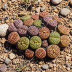 Pack of 20 Live Small Exotic Lithops Live Plants | Perfect for Lithops Starter, Great Terrarium Addition | Bare Root Without Soil or Pot, Easy to Grow and Ideal for Indoor/Outdoor Display