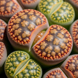 Lithops Large Random Mix Living Stones Succulent Plants Live | 20 Pcs Live Lithops Seedlings | Bare Root Without Pot or Soil, Suitable for Indoor or Outdoor Gardens & Office Use, Friend Plant Lovers